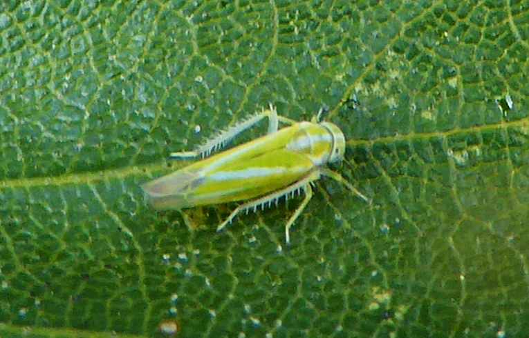 Alebra albostriella